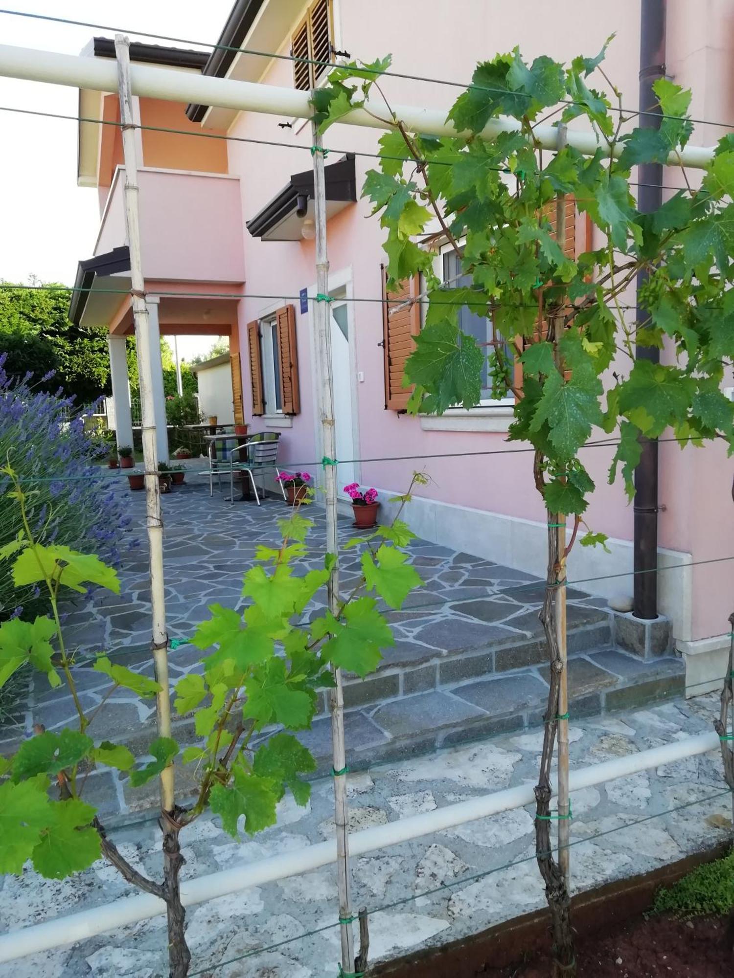 Apartmani Vesna Buje Zewnętrze zdjęcie